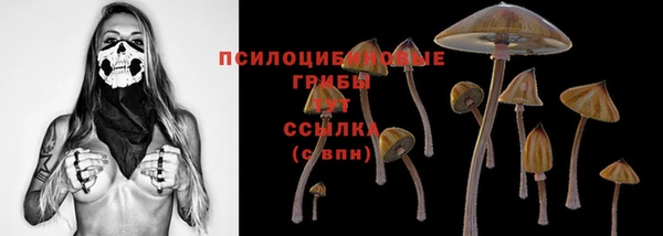 стаф Богданович